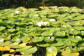 White water lily in full bloom, surrounded by lily pads in a tranquil pond. The lily is a symbol of purity and beauty, and the calm water reflects the serenity of the scene