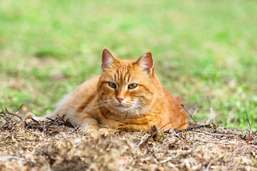 Naklejka na ściany i meble Orange tabby cat lying on straw