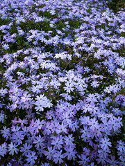 Field with purple Daisy flowers