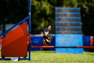 Miniature pinsche dog