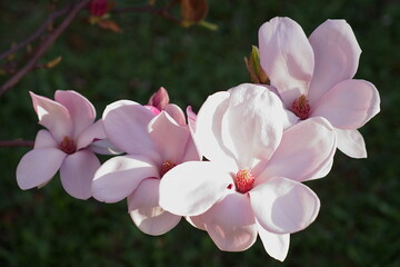 Photo of a magnolia branch with a flowers 