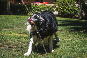 border collie dog playing with water