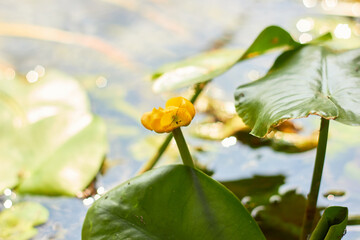 Beautiful, yellow water lily flower on the river.(Nuphar lutea) Water lily flower.
