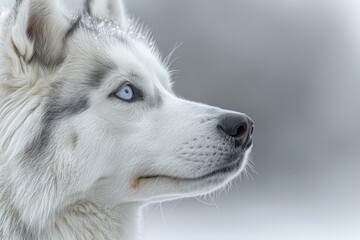 Obraz premium Arctic Gaze: Siberian Husky's Winter Watch