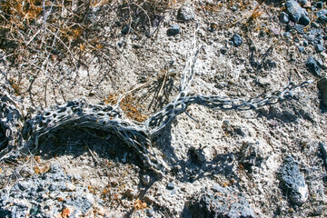 Dry woody stem of a dead Cylindropuntia cactus in a stone desert in California