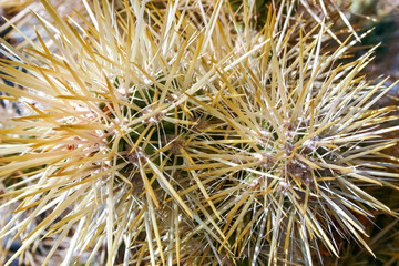 Fototapeta premium Teddy bear cholla (Cylindropuntia bigelovii), cactus with tenacious yellow spines, numerous in the Sonoran Desert, California