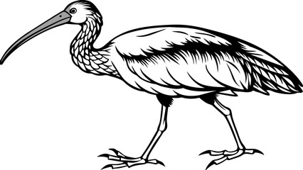 Graceful Ibis Striking Vector Silhouette for Seamless Illustration