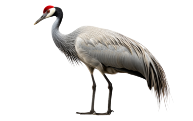 A majestic large bird with a vibrant red head and long legs standing gracefully