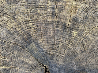 Old tree trunk background texture