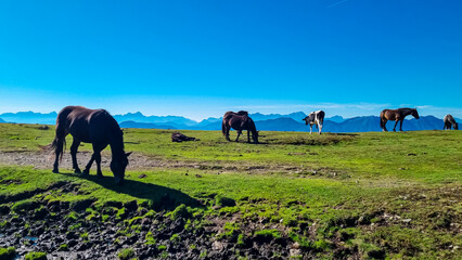 Herd of wild horses grazing on alpine meadow with scenic view of magical mountain of Karawanks and...
