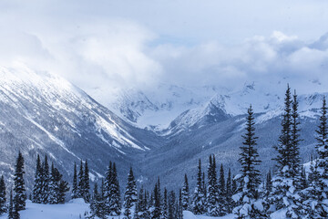 snow covered forest valley