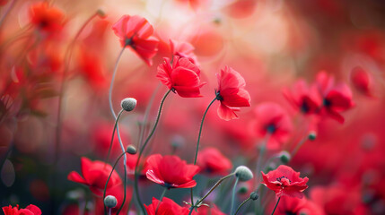 Close up of red poppies in a field