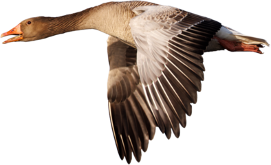 Fliegende Graugans mit freigestellten Hintergrund