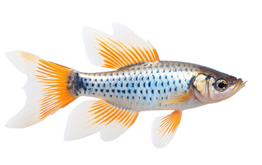 A goldfish with blue and white stripes swimming gracefully in a tank