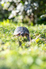 Turtle walking through gras.