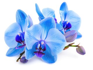 Blue Orchid - Beautiful Flower Head Isolated on White Background, Perfect for Spring & Nature Plant-themed Designs