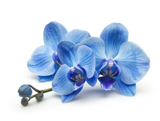 Blue Orchid on White Background. Isolated Flower Head of Blue Orchid in Nature with White Background. Perfect for Spring Designs