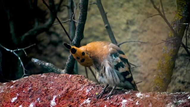 Close up of an hoopoes Bird resting on a tree branch and cleaning it self 