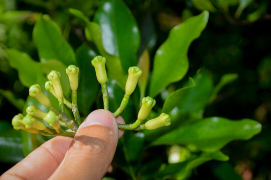 close up photo holding a clove on a tree