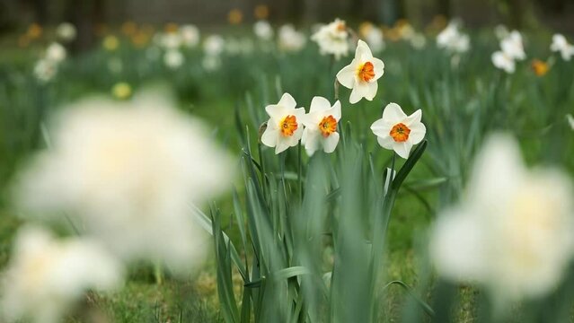 pole narcyz&oacute;w, białe narcyze, white narcissi	
