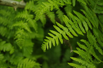 Detail of fern playing with the shape of the leaves and limited focus and blur in the background. Zen style. Nature