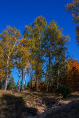 Birch in autumn in a natural environment - 774369481