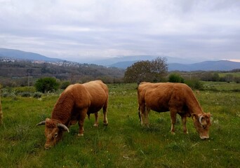 Vacas en un prado en Galicia