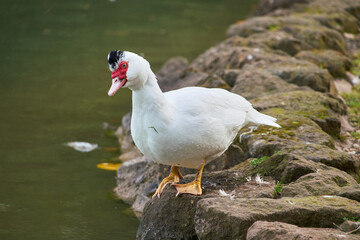 White duck with red beak at Villa Borghese city park in Rome, Italy	