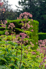 Obraz premium Eutrochium purpureum, also known as sweet Joe pie weed blooming in the garden.