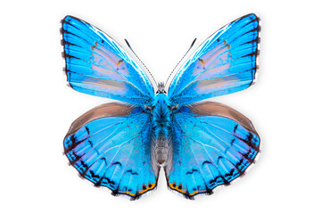 Naklejka premium Beautiful blue copper butterfly isolated on a white background with clipping path