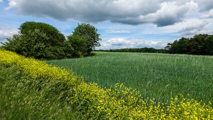 Fototapeta premium Rapsfeld mit dunklen Wolken