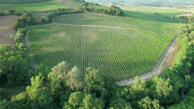 Green vineyard rows aerial landscape. Wine making agriculture . Grape growing