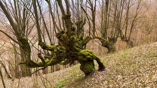 Ancient beech trees Fagus growing on a steep mountain slope in Carpathians, Ukraine. Scenic old-growth forest landscape with massive mossy tree trunks, mystical atmosphere and wild nature view.