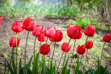 Obraz premium A Tulips on nature in park background