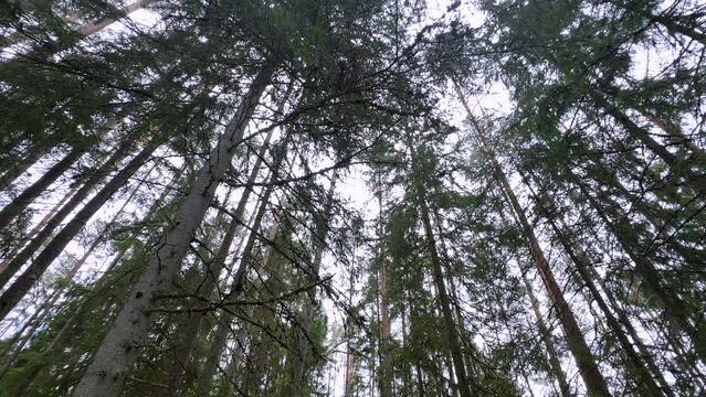 a worm's-eye view of tall pine trees reaching up to the overcast sky, their branches and trunks filling the frame from a forest floor perspective.