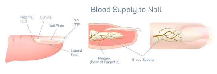 Structure and diagram of finger nail. Cross section and anatomy of nail vector illustration. Biology students study material and graphic lessons of nail anatomy.