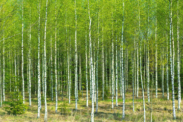 birch trees at spring