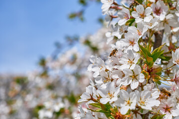 Apple tree blossom, bees collect nectar, spring card or wallpaper about beautiful nature and change of seasons