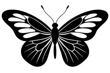 butterfly vector illustration