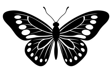butterfly vector illustration