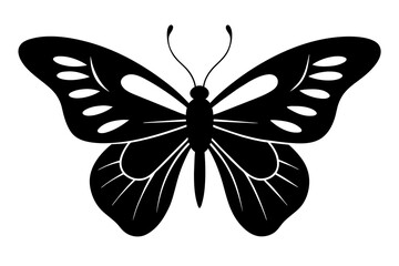 butterfly vector illustration