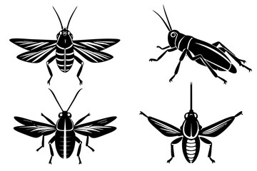 grasshopper vector illustration