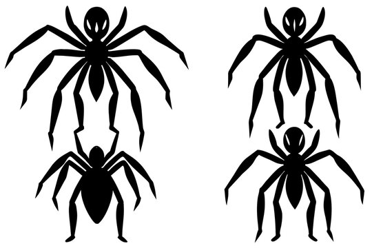 spider vector illustration
