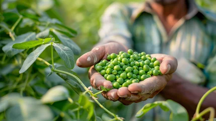 Foto op Plexiglas Guisantes en la mano de un agricultor © VicPhoto