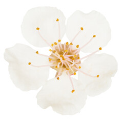 White flower macro from cherry tree isolated on white background. Macro studio shot