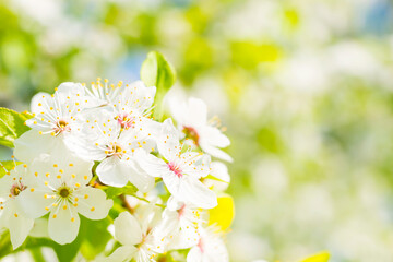Cherry tree white flowers with green spring leaves background and blue sky