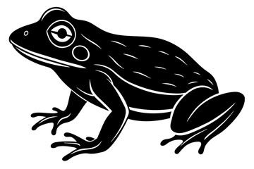 frog vector illustration