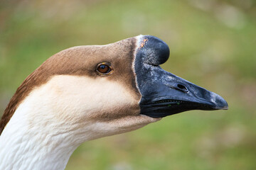 Goose with black beak at Villa Borghese city park in Rome, Italy	