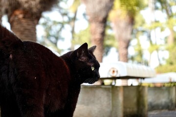 野良猫　黒猫