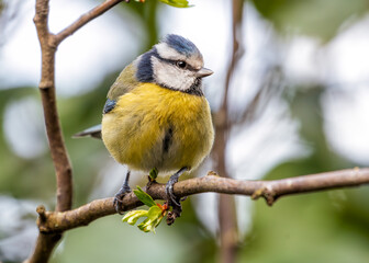 Obraz premium Blue Tit (Cyanistes caeruleus) - Found throughout Europe and parts of Asia